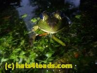 /home//u458753944/public_html/sourcegallery///////////////////////Frogs/More bullfrogs/P1080930.JPG